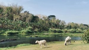 Wisata Jogja, Gala Bunga Matahari, Potrobayan