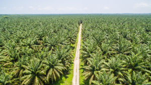perkebunan kelapa sawit