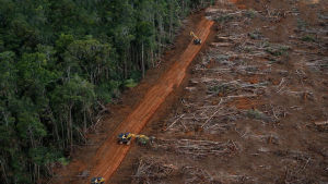 deforestasi