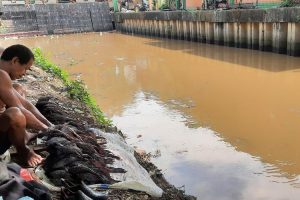 Dominasi Ikan Sapu-sapu Jadi Alarm Krisis Sungai Ciliwung
