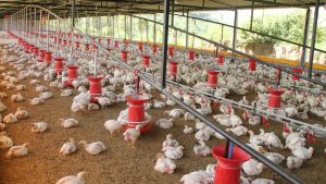 Ayam, Harga Ayam