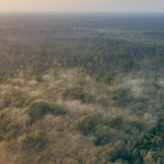 Hari Hutan Indonesia Jadi Pengingat Pentingnya Menjaga Hutan