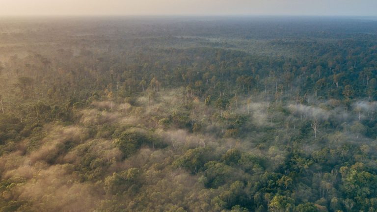 Hari Hutan Indonesia Jadi Pengingat Pentingnya Menjaga Hutan